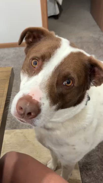 Enlarge Harvey, a Adoptable Mixed Breed in Sioux Falls, SD video 6/6