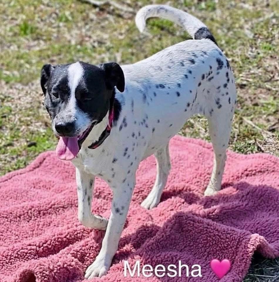 Meesha, Adoptable, Young Female English Pointer.