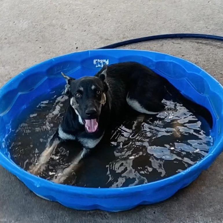 Black Bean, Adoptable, Young Female Shepherd.