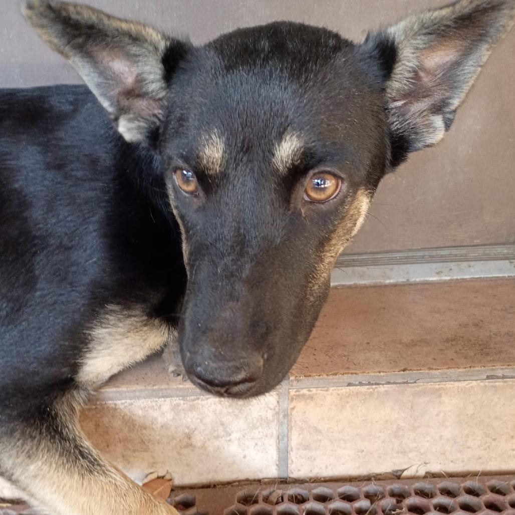 Enlarge Black Bean, a Adoptable Shepherd in Harlingen, TX image 3/4