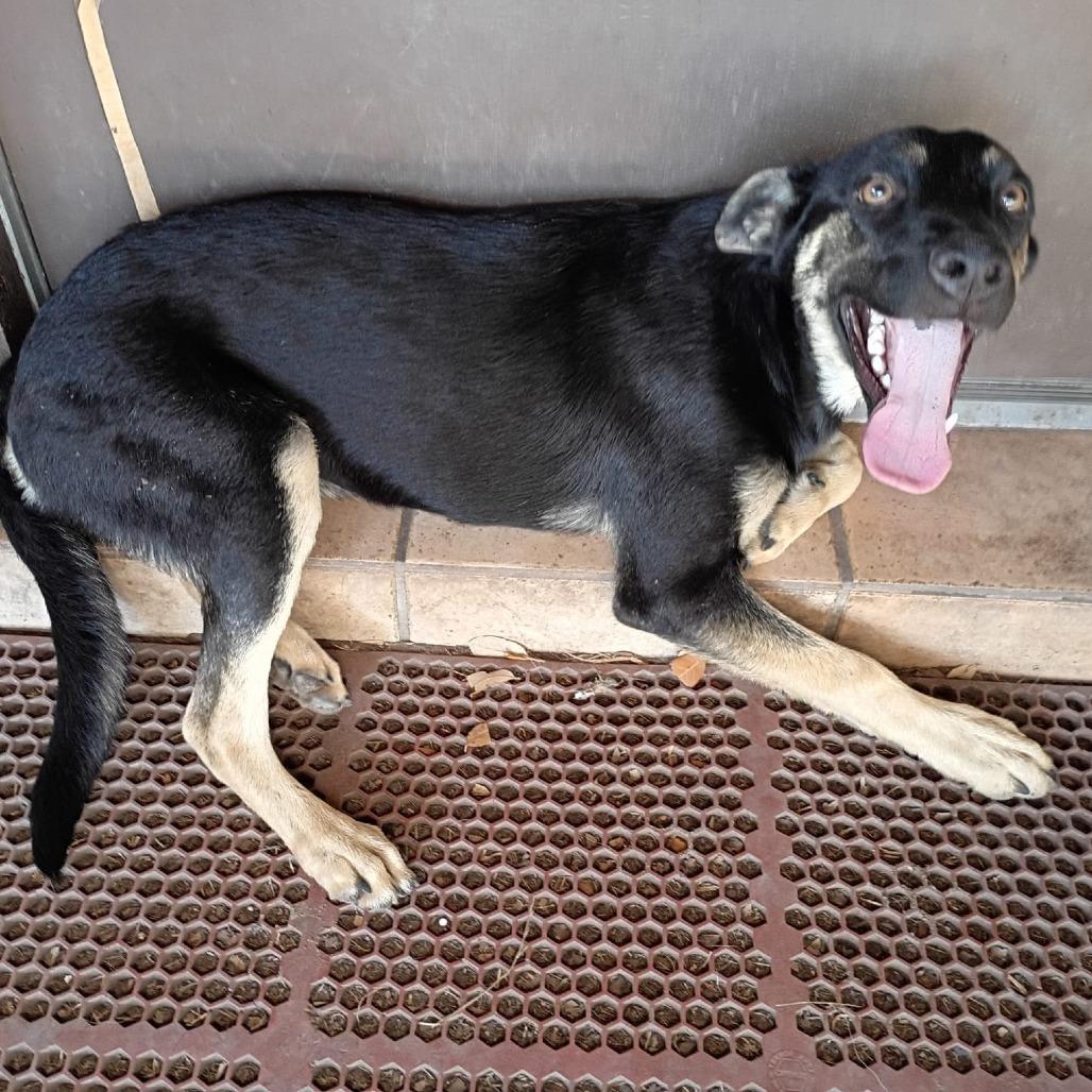 Enlarge Black Bean, a Adoptable Shepherd in Harlingen, TX image 4/4