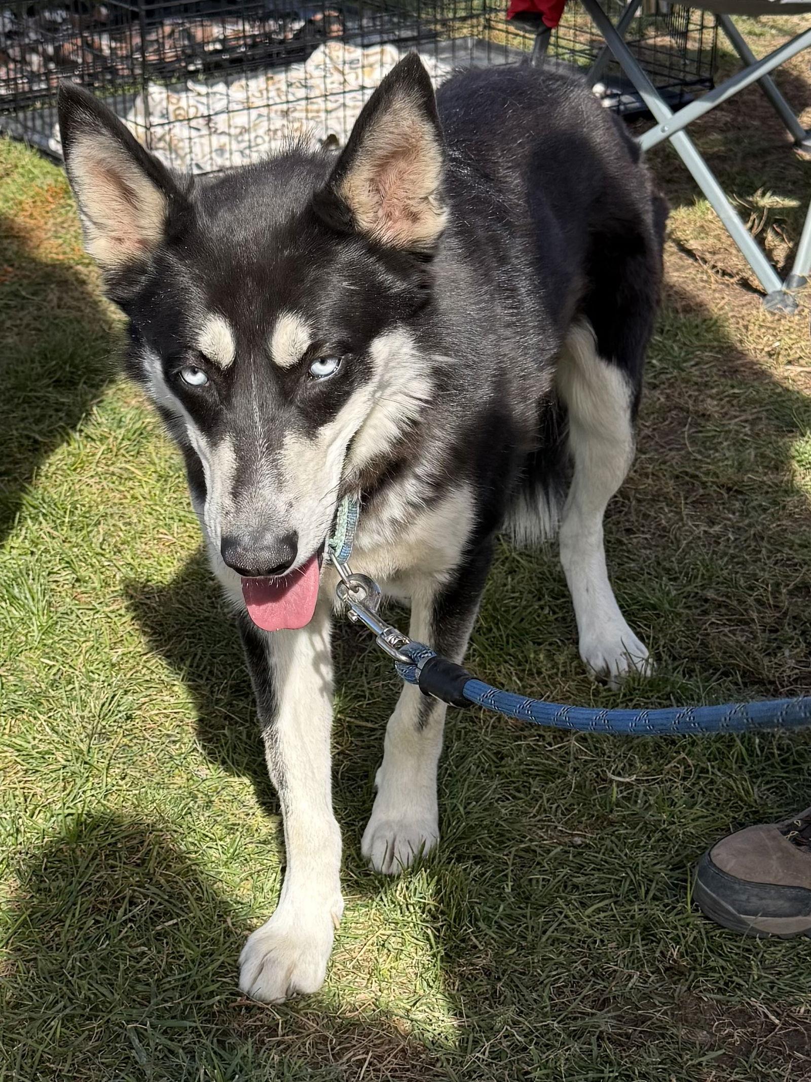 Mike, Adoptable, Adult Male Siberian Husky.