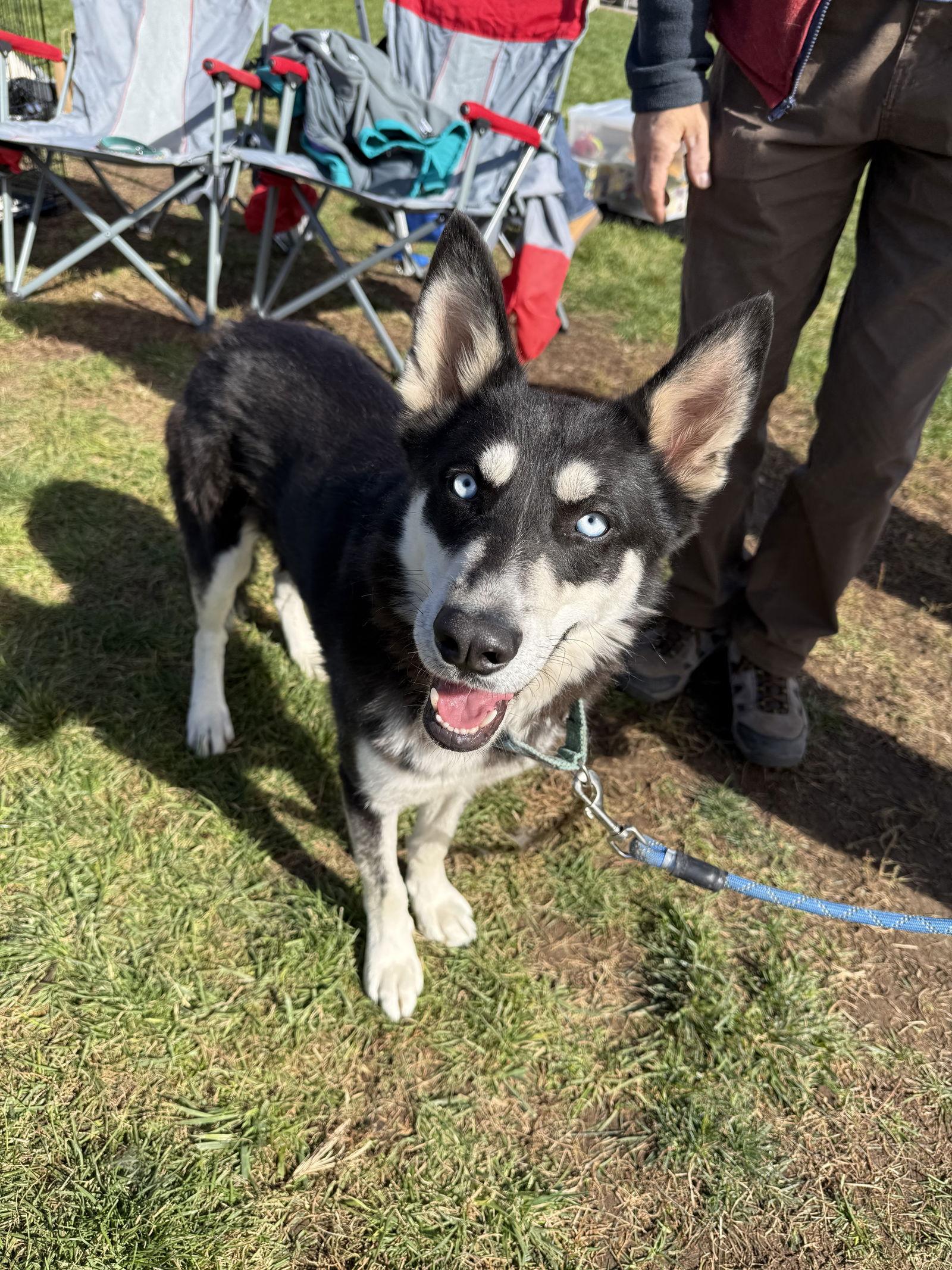 Mike, a Adoptable Siberian Husky in Cedar Crest, NM image 2/3