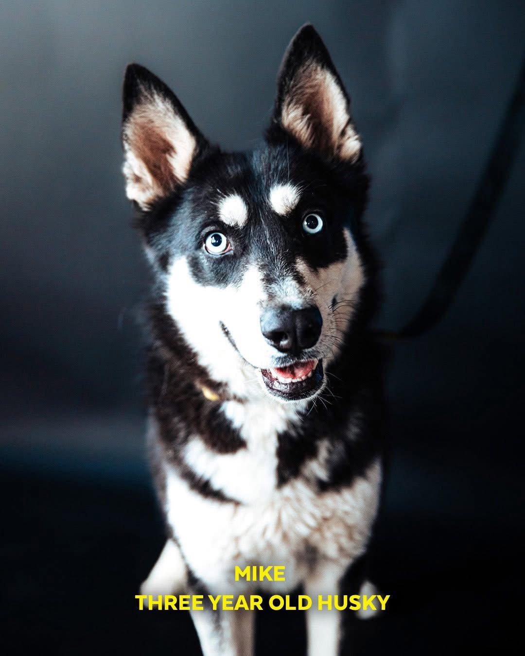 Enlarge Mike, a Adoptable Siberian Husky in Cedar Crest, NM image 3/3
