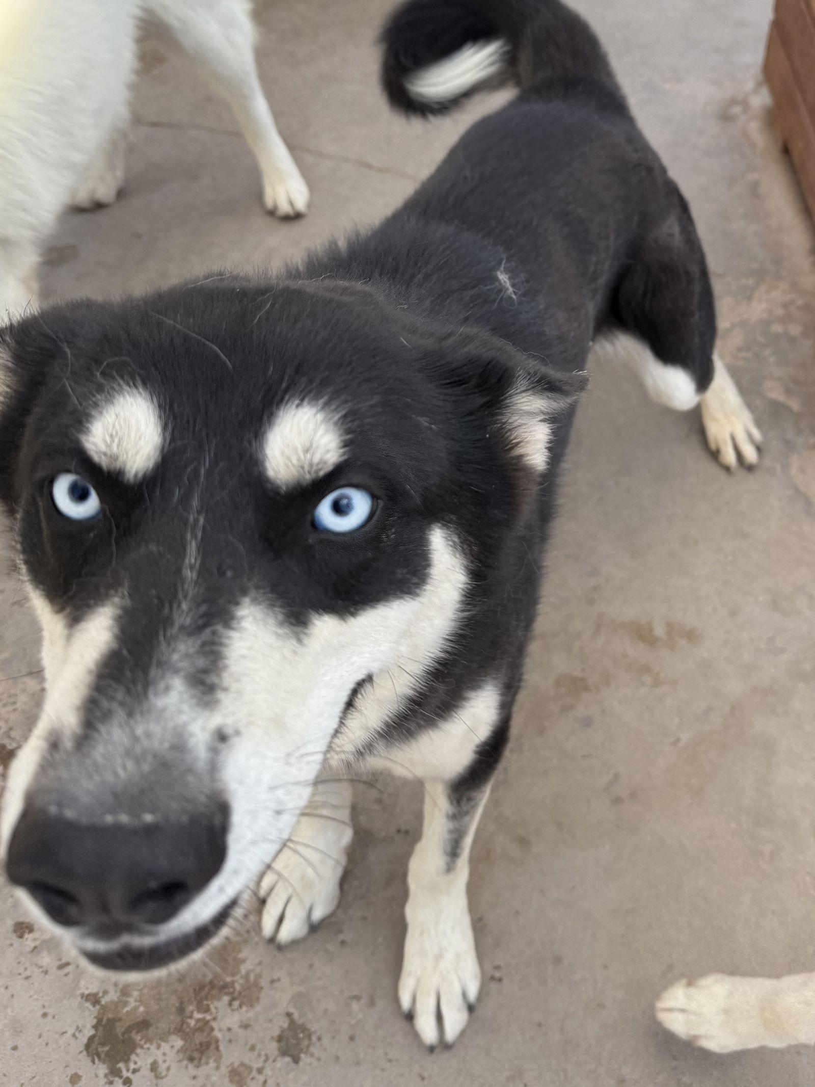 Mike, a Adoptable Siberian Husky in Cedar Crest, NM image 3/3