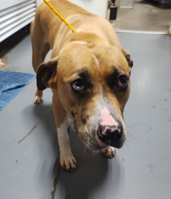 26-04-0967 Juniper, Adoptable, Adult Female Pit Bull Terrier.