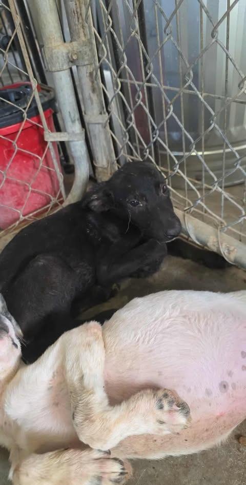 Tiffany, Adoptable, Young Female Mixed Breed.