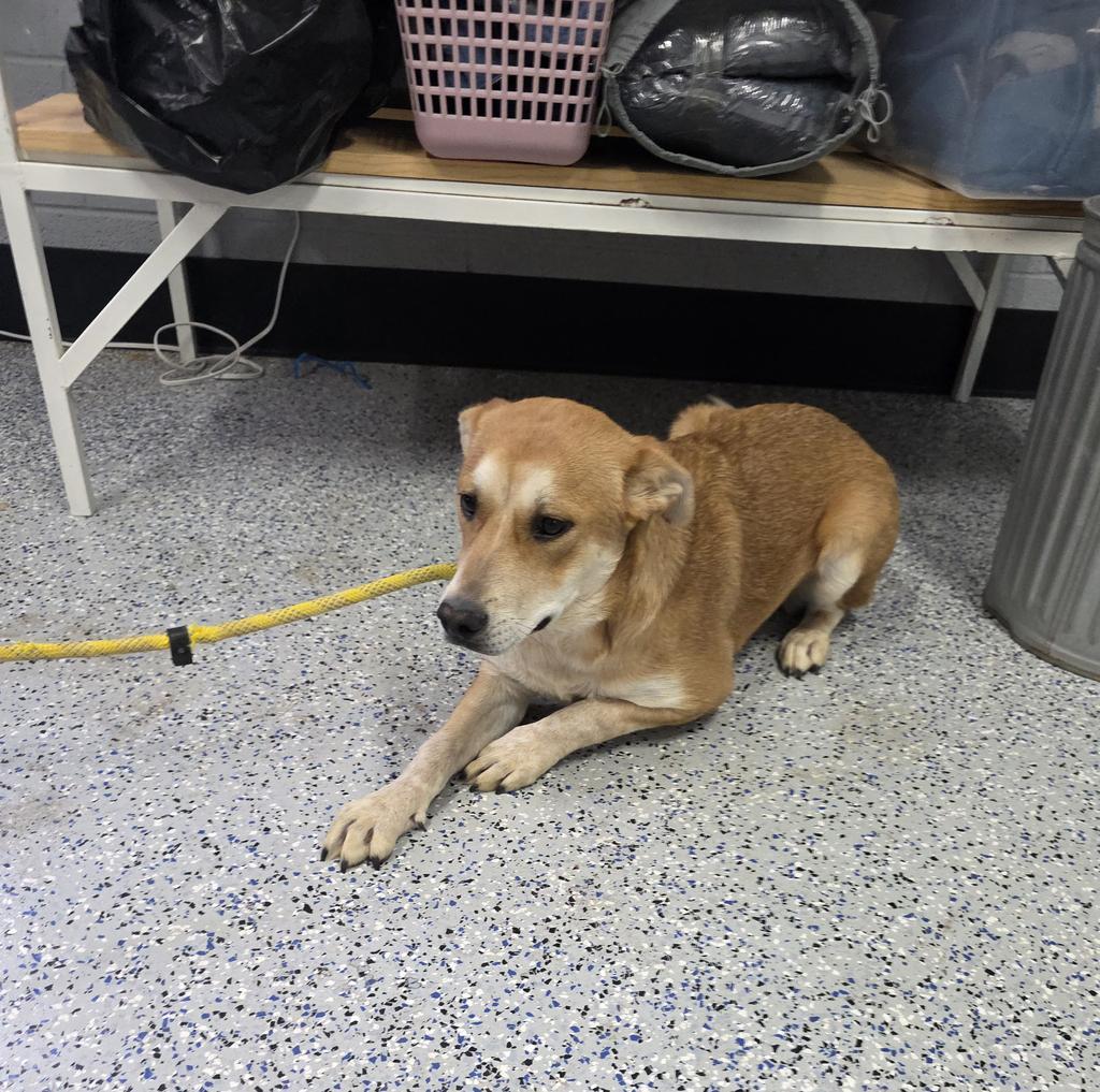Shelby, Adoptable, Puppy Female Mixed Breed.