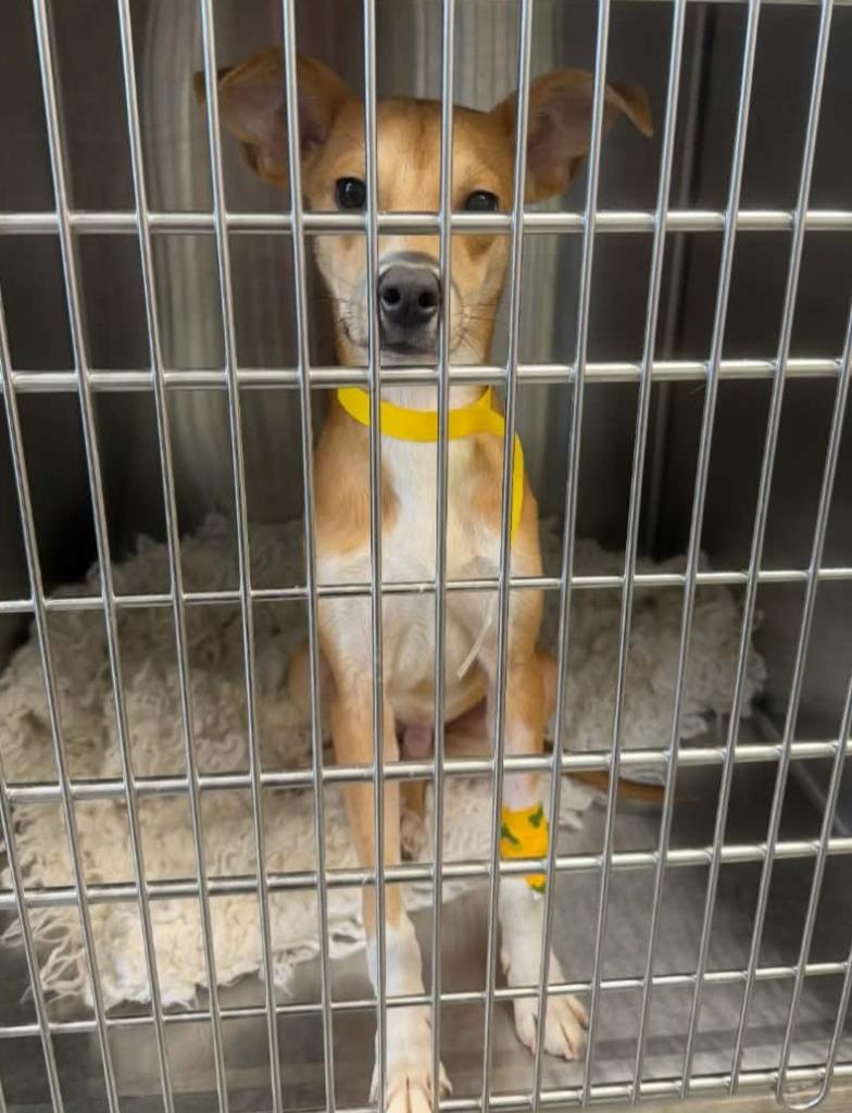 Enlarge Lance, a Adoptable mixed breed in Warren, MI image 1/1