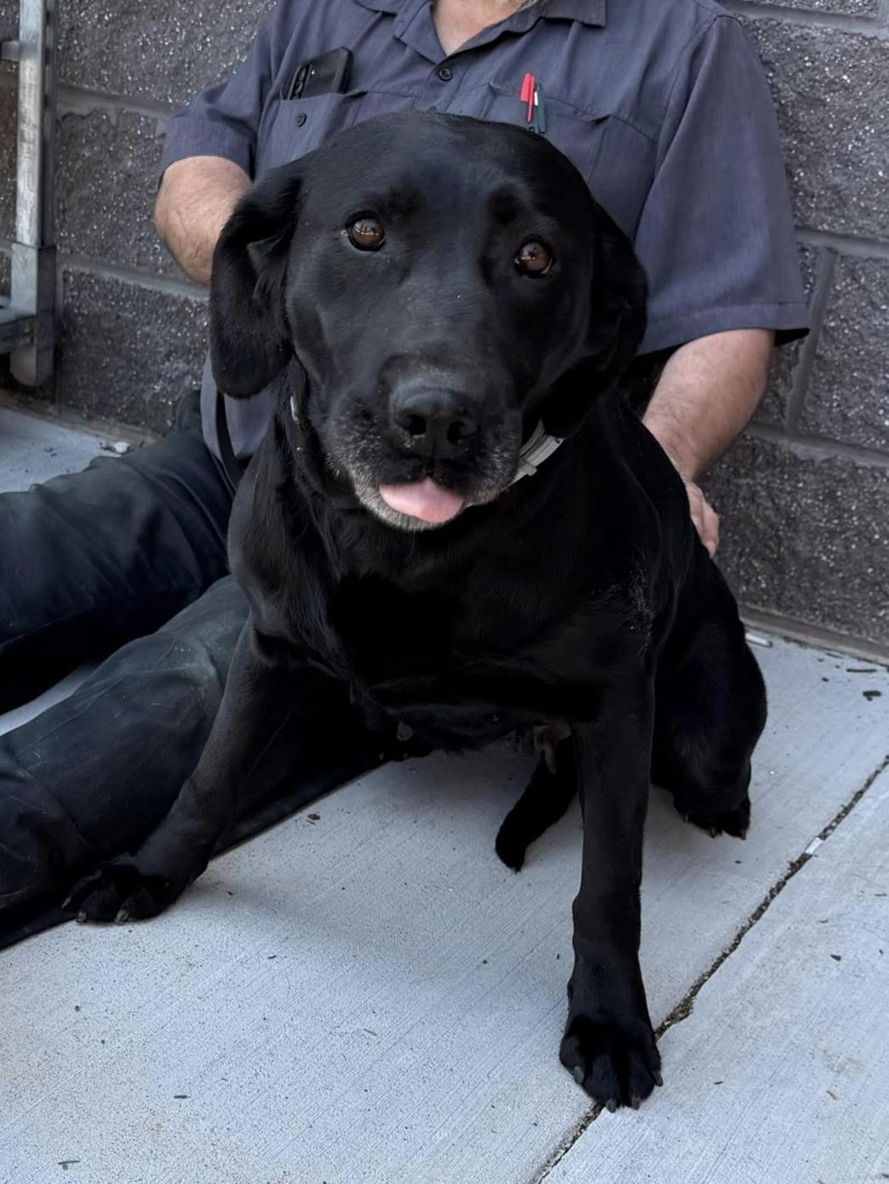 Enlarge Missy, a ADOPTABLE Labrador Retriever in Kutztown, PA image 2/2