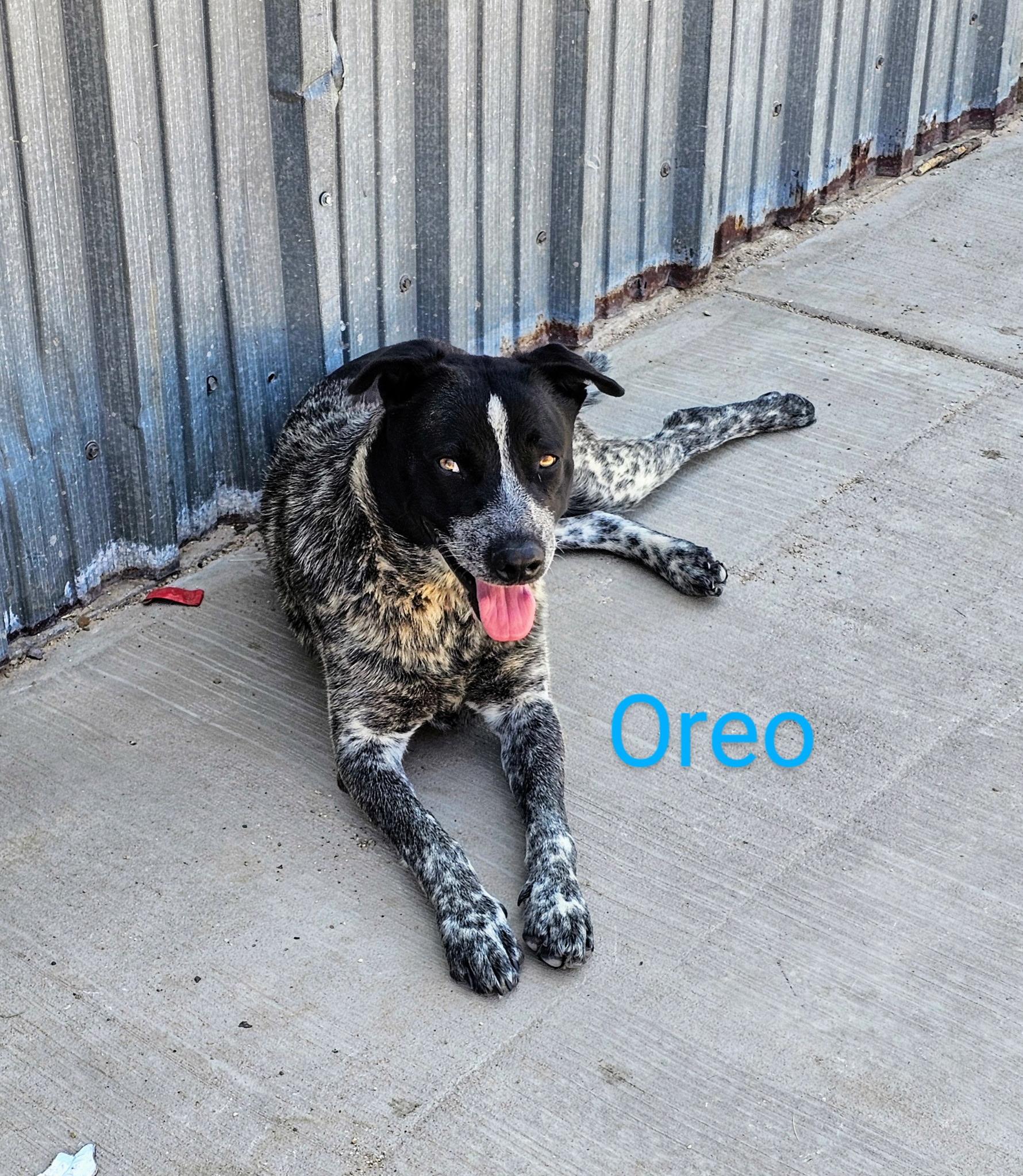 Oreo, an adoptable Australian Cattle Dog / Blue Heeler in Amarillo, TX, 79105 | Photo Image 1
