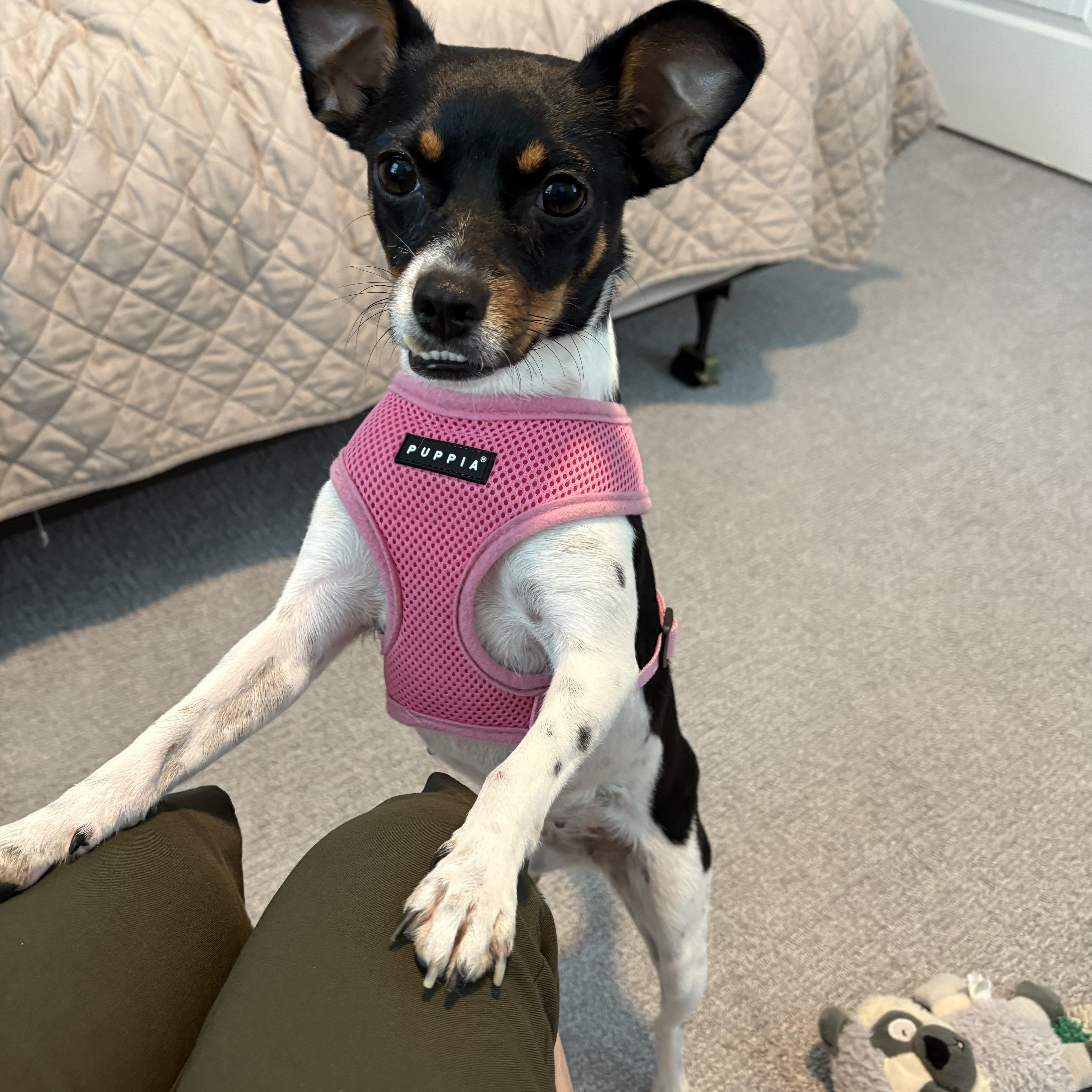 Enlarge Dulcinea, sweet, friendly and happy, an adopted Mixed Breed in Cambridge, MA image 6/6