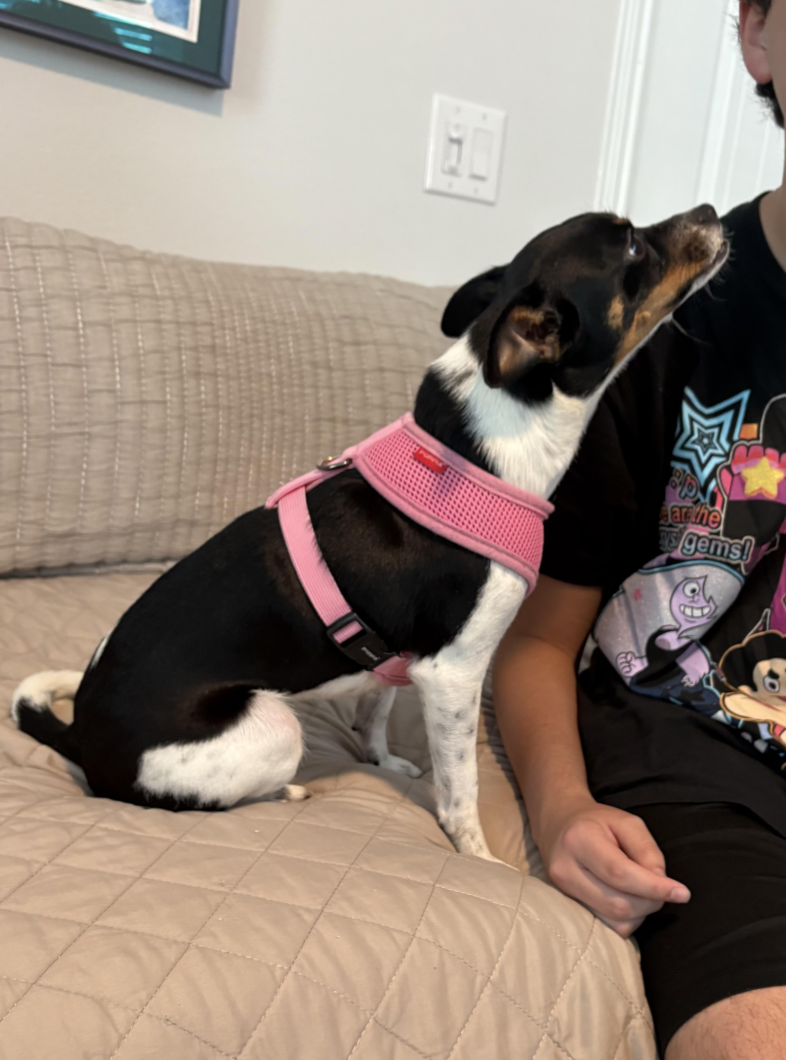 Enlarge Dulcinea, sweet, friendly and happy, an adopted Mixed Breed in Cambridge, MA image 4/6