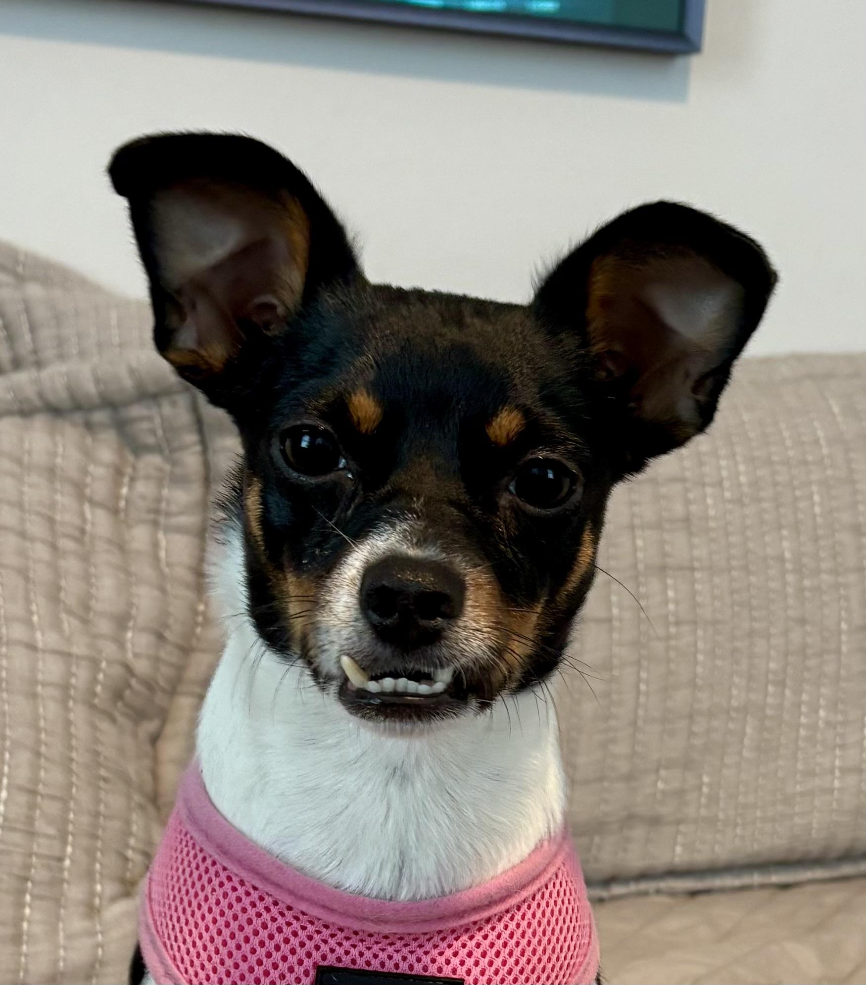 Dulcinea, sweet, friendly and happy, adopted, Young Female Mixed Breed.