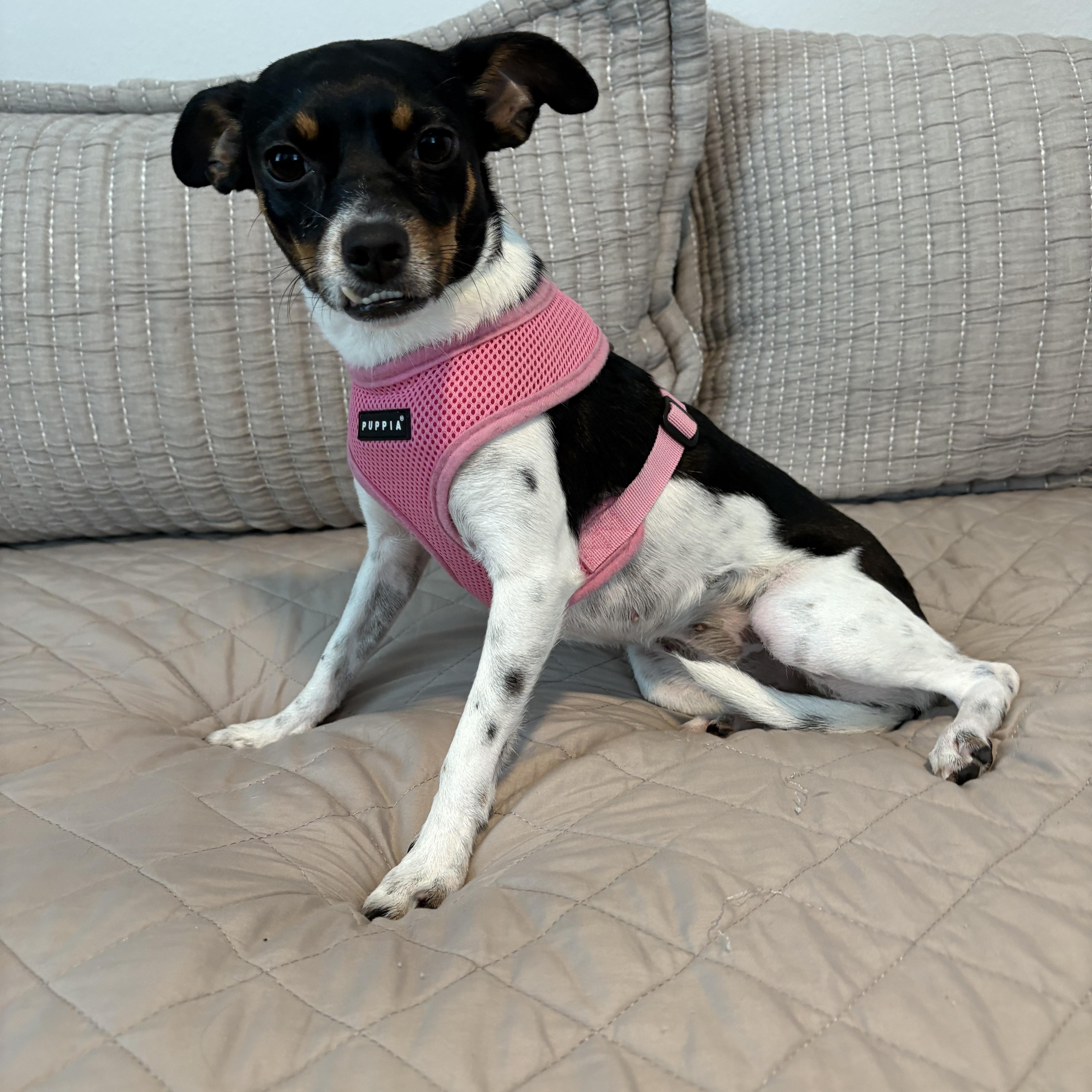 Enlarge Dulcinea, sweet, friendly and happy, an adopted Mixed Breed in Cambridge, MA image 5/6