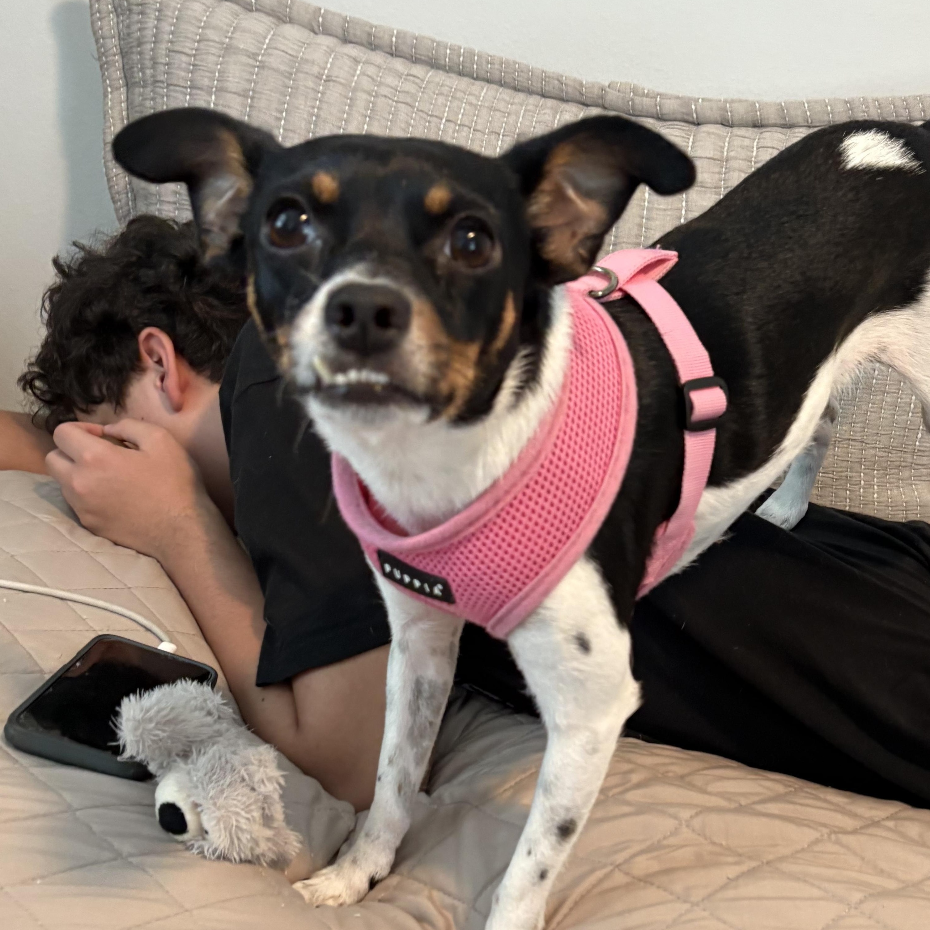 Enlarge Dulcinea, sweet, friendly and happy, an adopted Mixed Breed in Cambridge, MA image 3/6