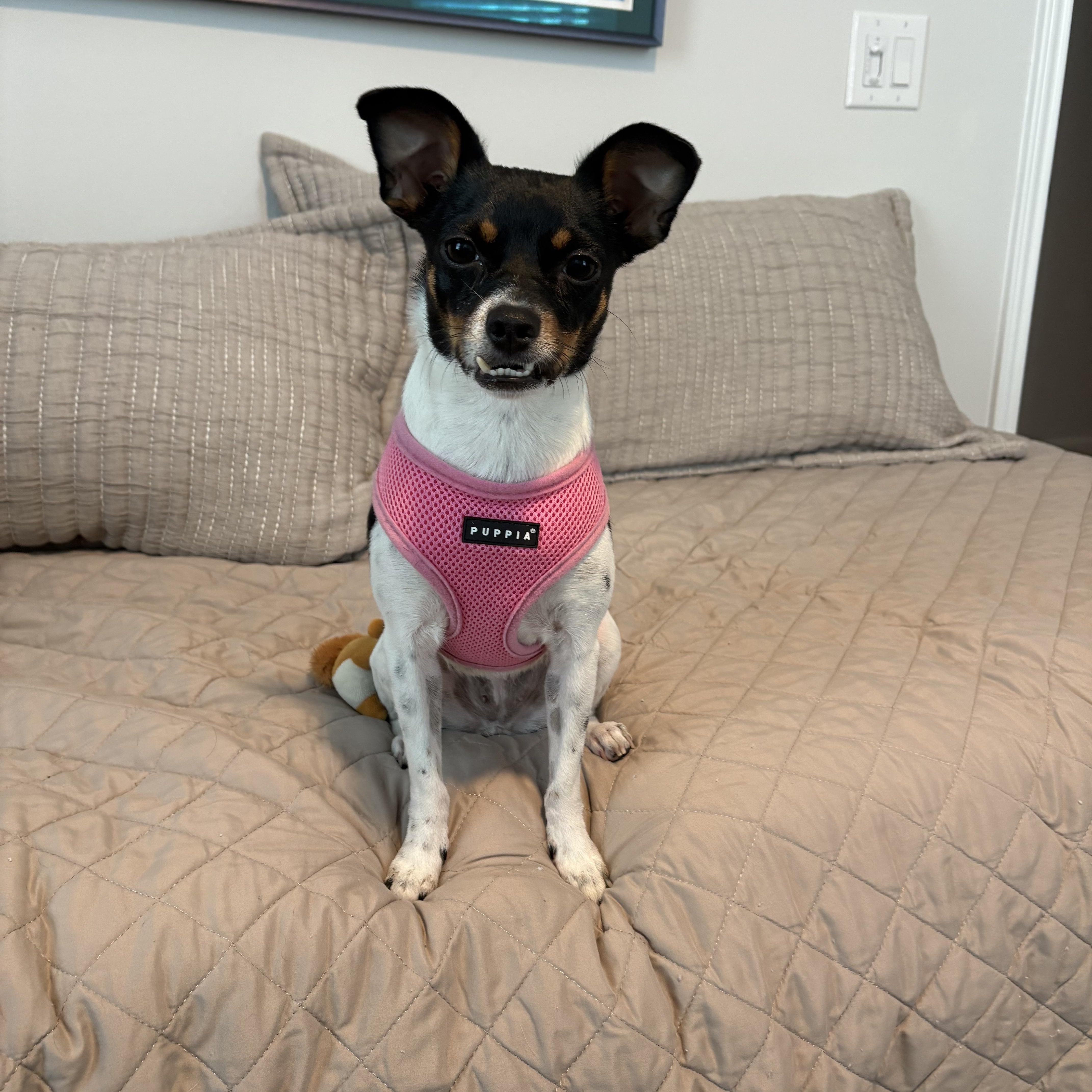 Enlarge Dulcinea, sweet, friendly and happy, an adopted Mixed Breed in Cambridge, MA image 2/6