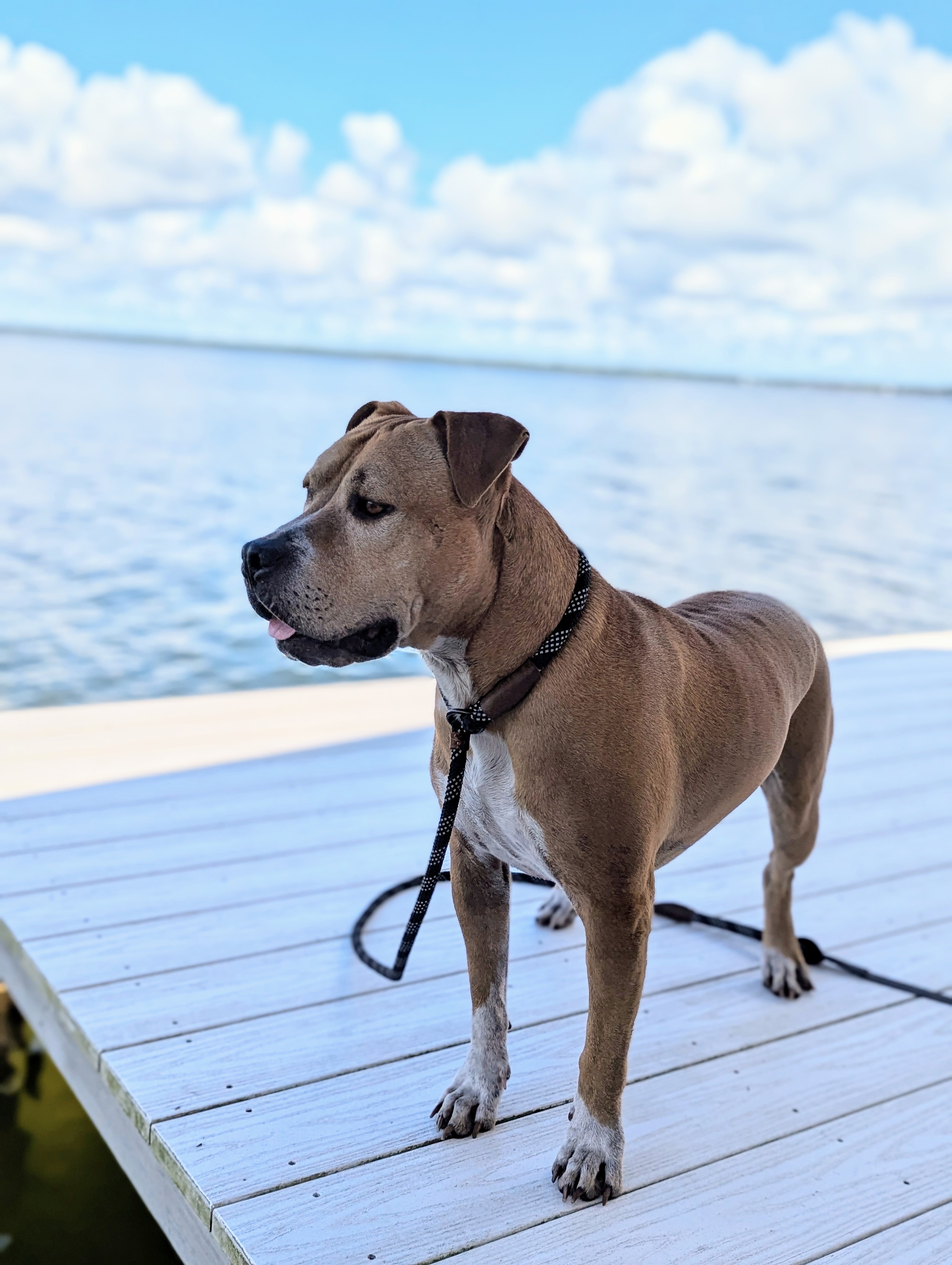 Jethro 4