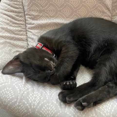 Enlarge Charlie- Top Gun litter, a Adoptable Domestic Short Hair in Portland, OR image 4/5