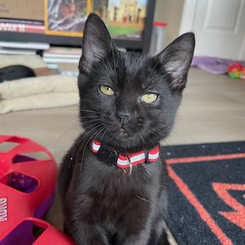 Enlarge Charlie- Top Gun litter, a Adoptable Domestic Short Hair in Portland, OR image 5/5