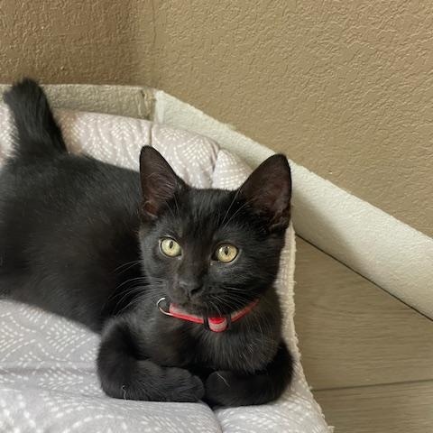 Enlarge Charlie- Top Gun litter, a Adoptable Domestic Short Hair in Portland, OR image 1/5