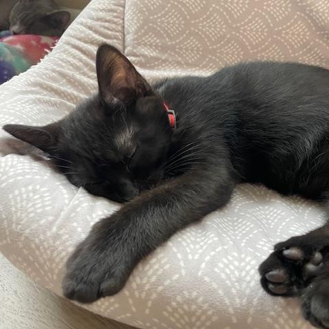 Charlie- Top Gun litter