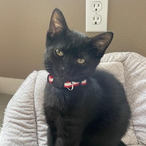 Charlie- Top Gun litter