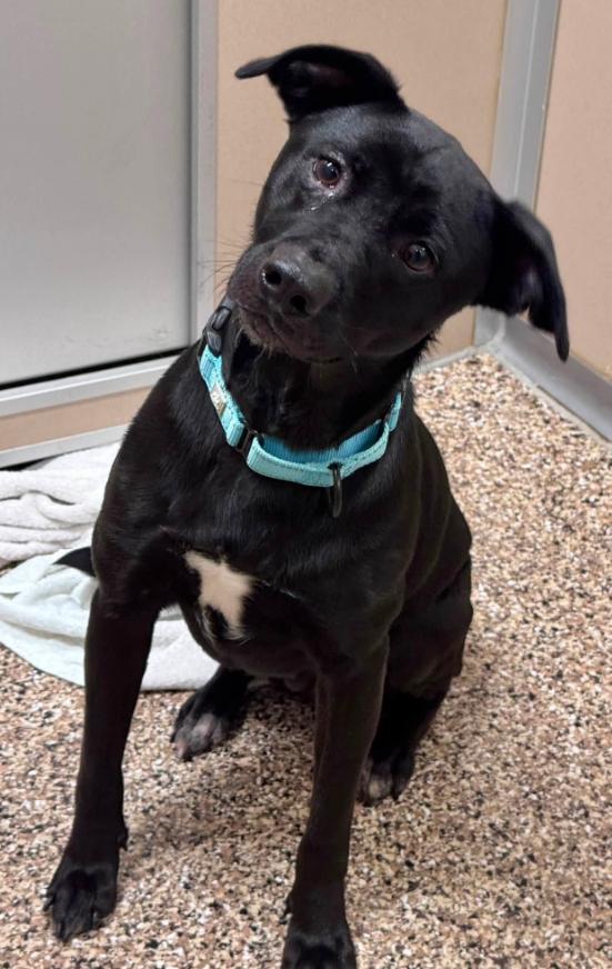 Zuko, ADOPTABLE, Young Male Mixed Breed.