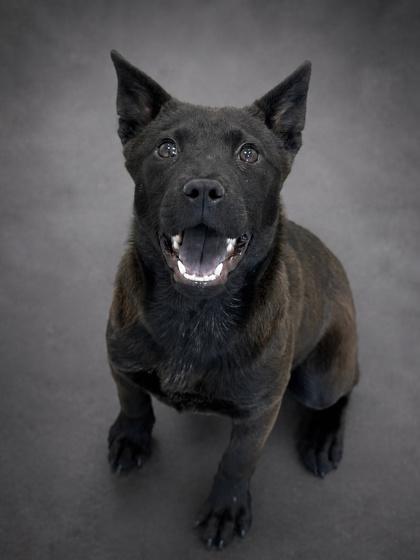 Rogue, Adoptable, Puppy Female Akita & Shepherd.
