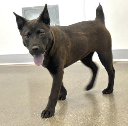 Rogue, a Adoptable mixed breed in Fresno, CA image 2/3