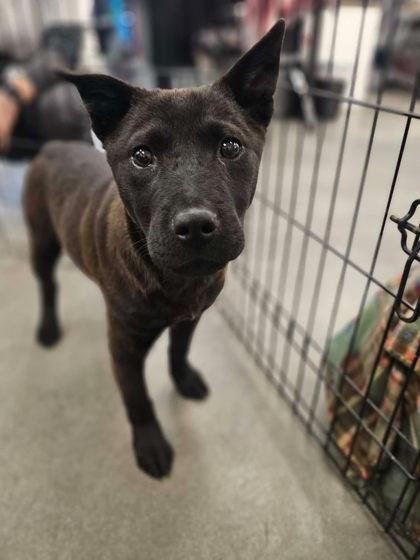 Rogue, a Adoptable mixed breed in Fresno, CA image 3/3