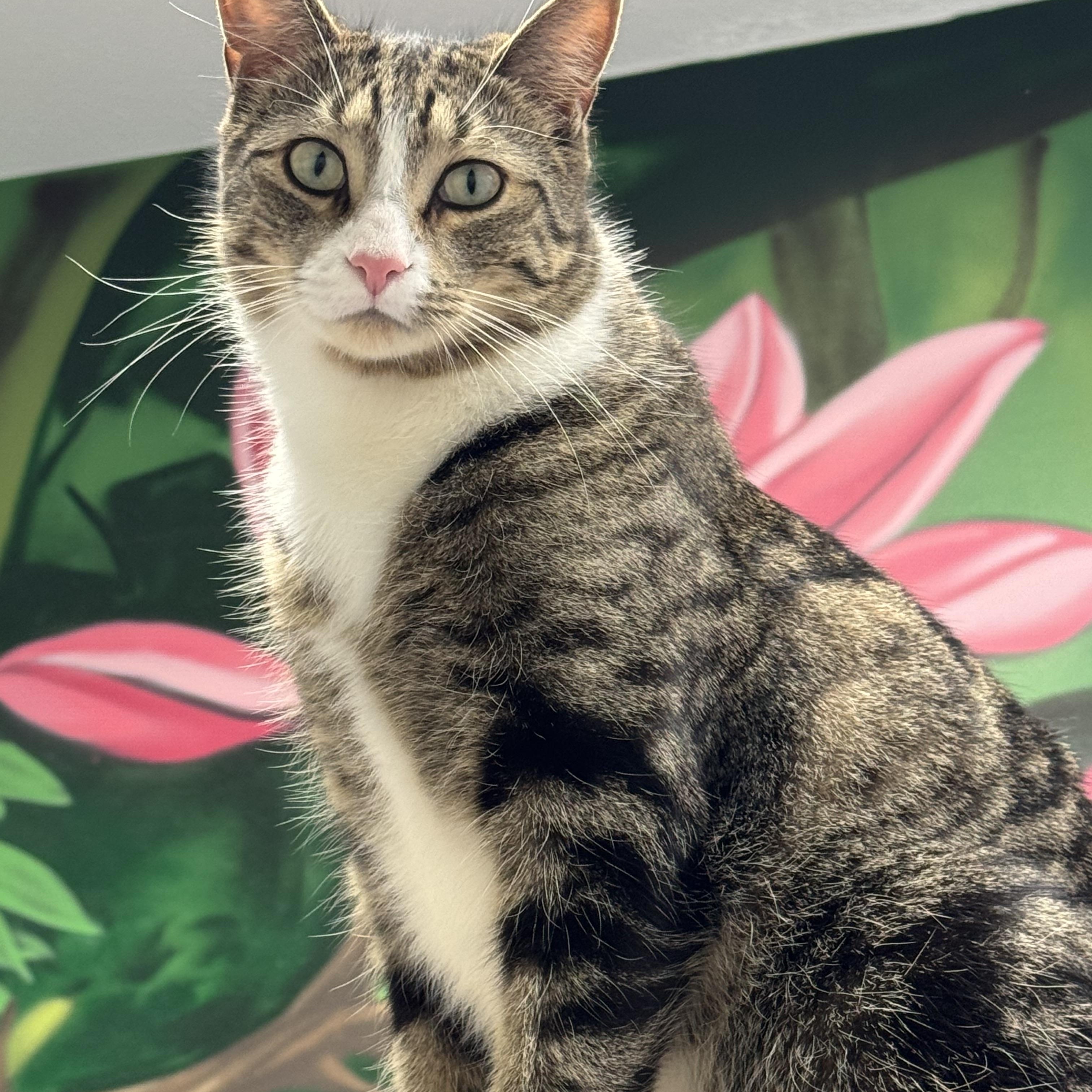 Cypress, Young Male Domestic Short Hair