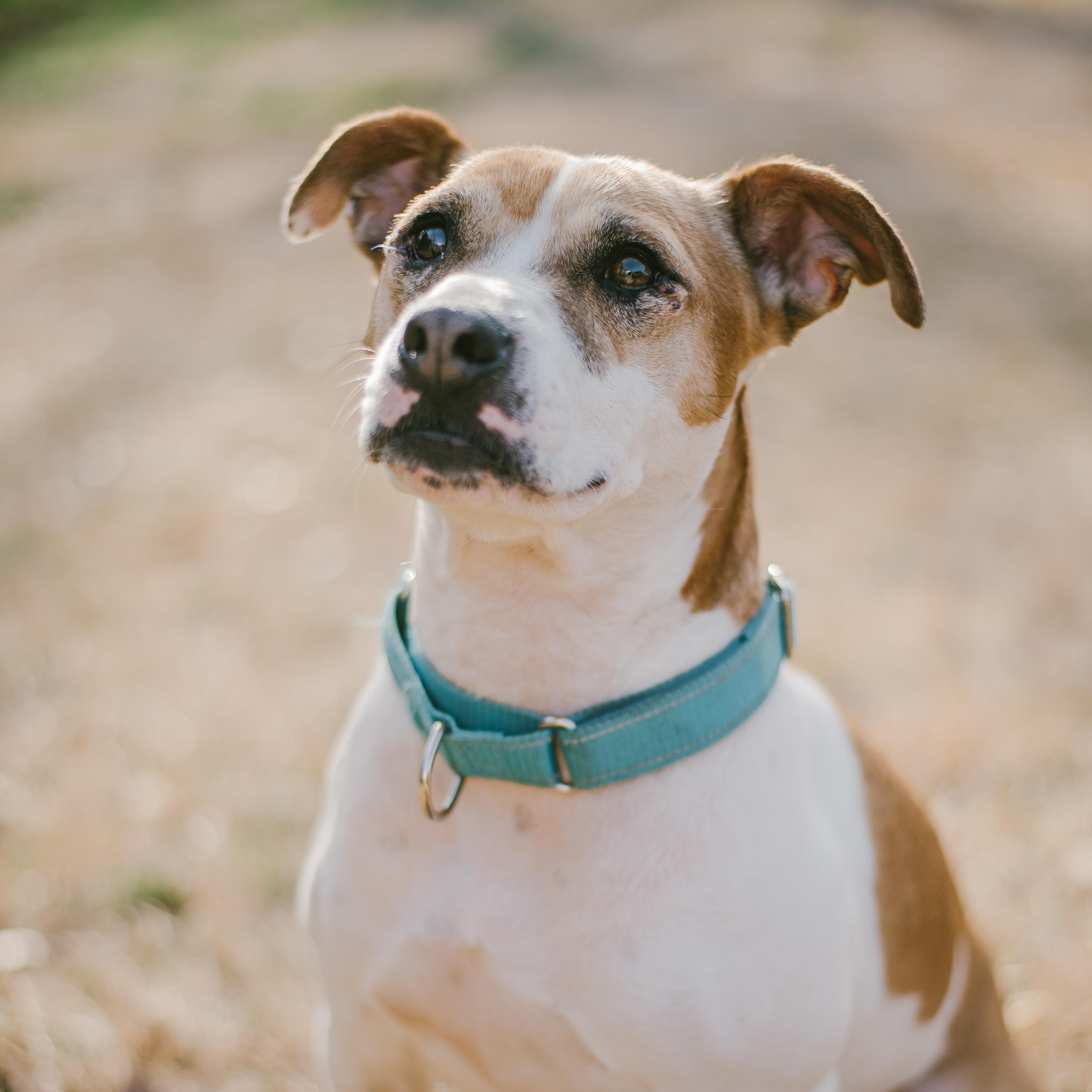 Tyson, Adult Male Terrier