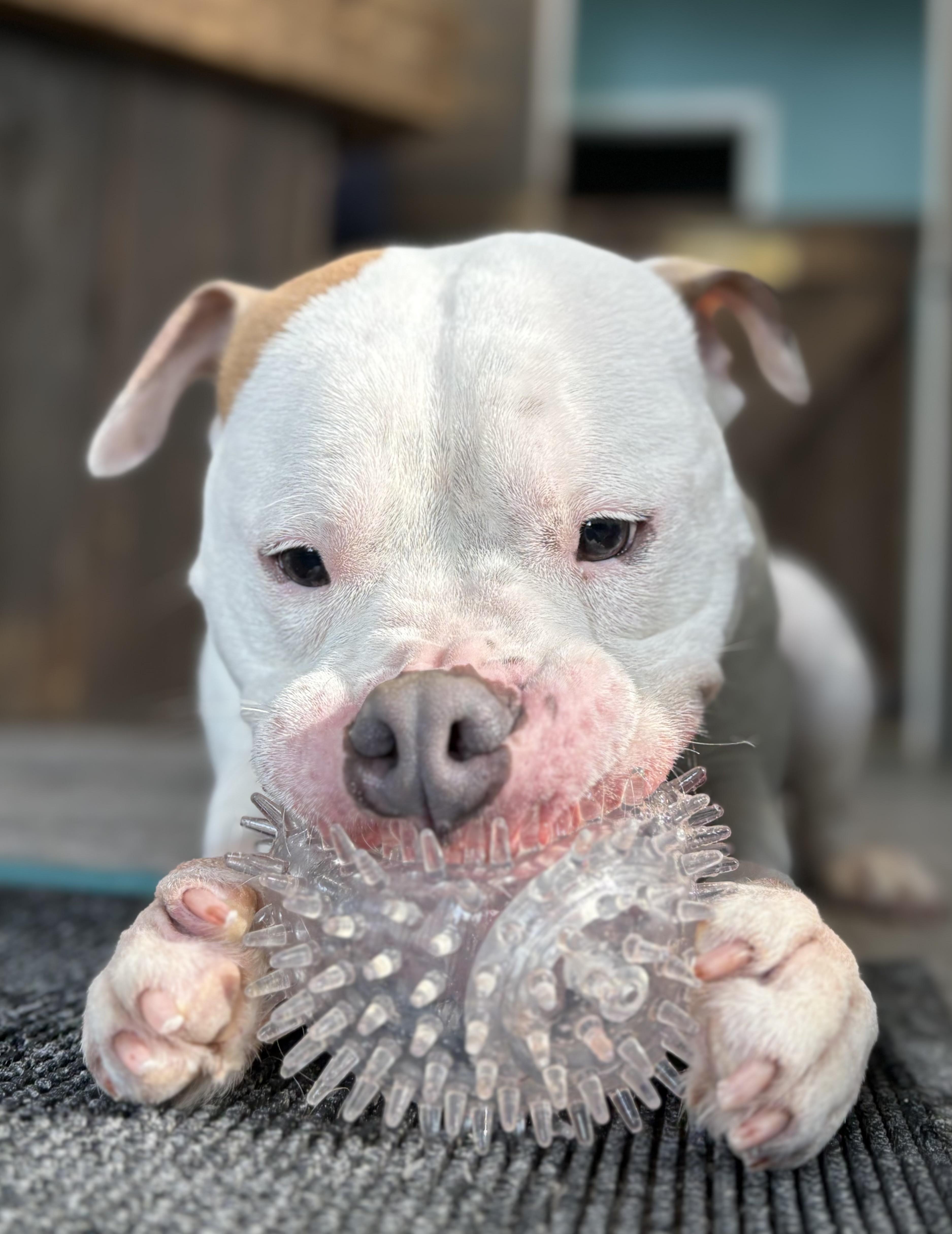 Mochi, an adopted American Bulldog in Ilderton, ON image 4/4