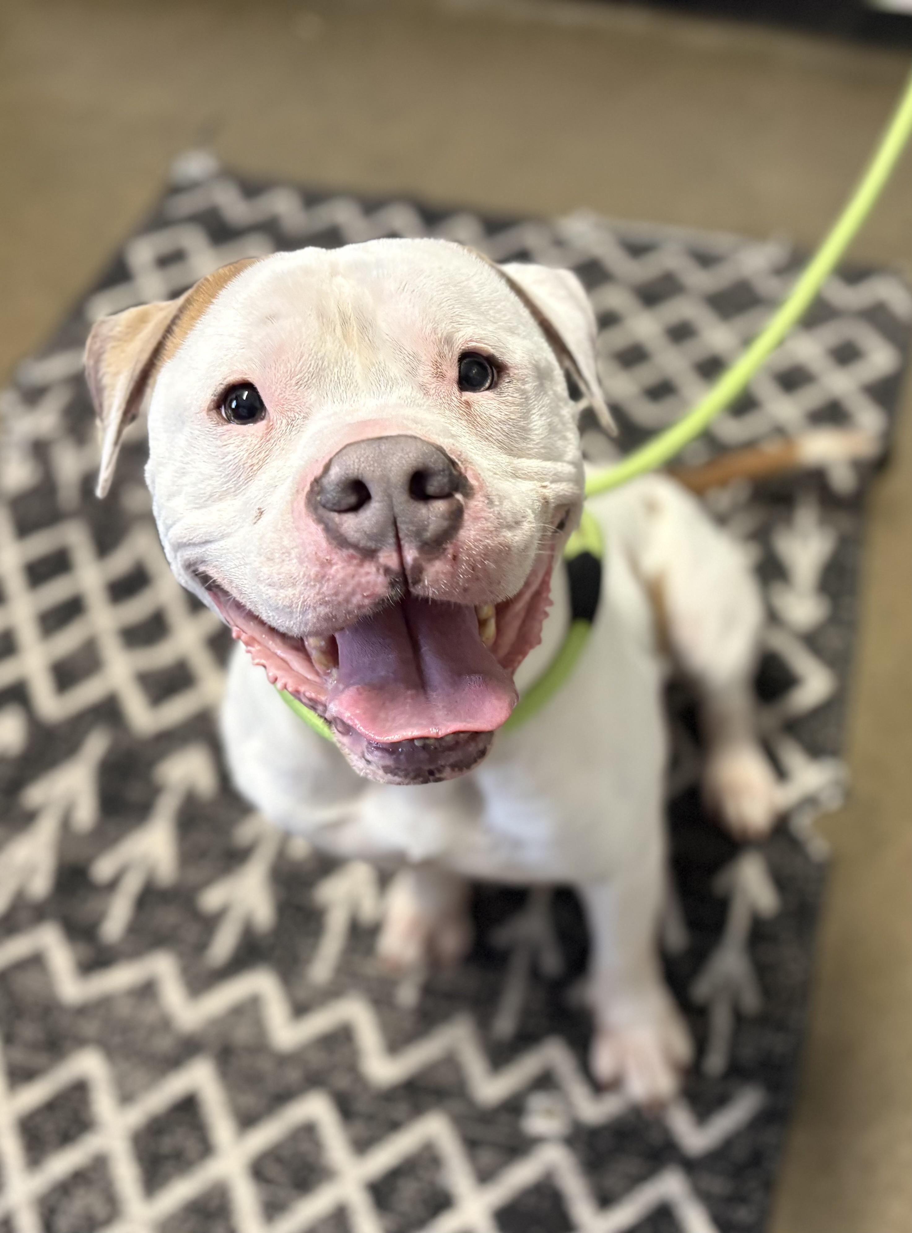 Mochi, adopted, Adult Male American Bulldog.