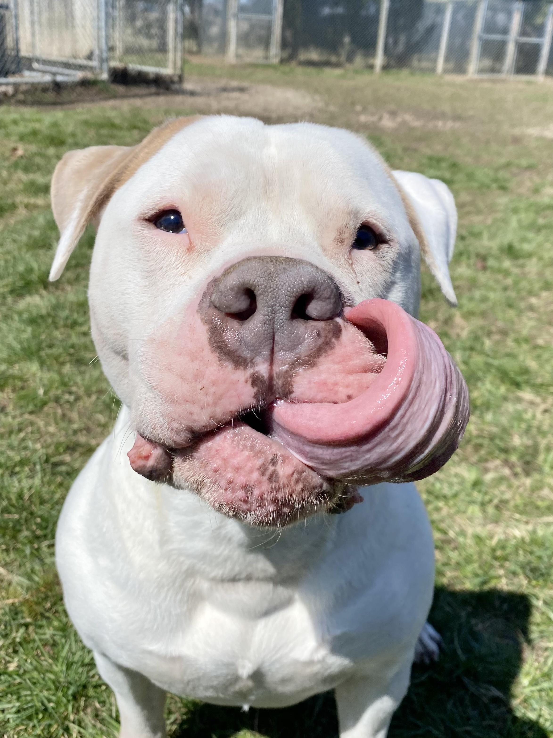 Mochi, an adopted American Bulldog in Ilderton, ON image 3/4