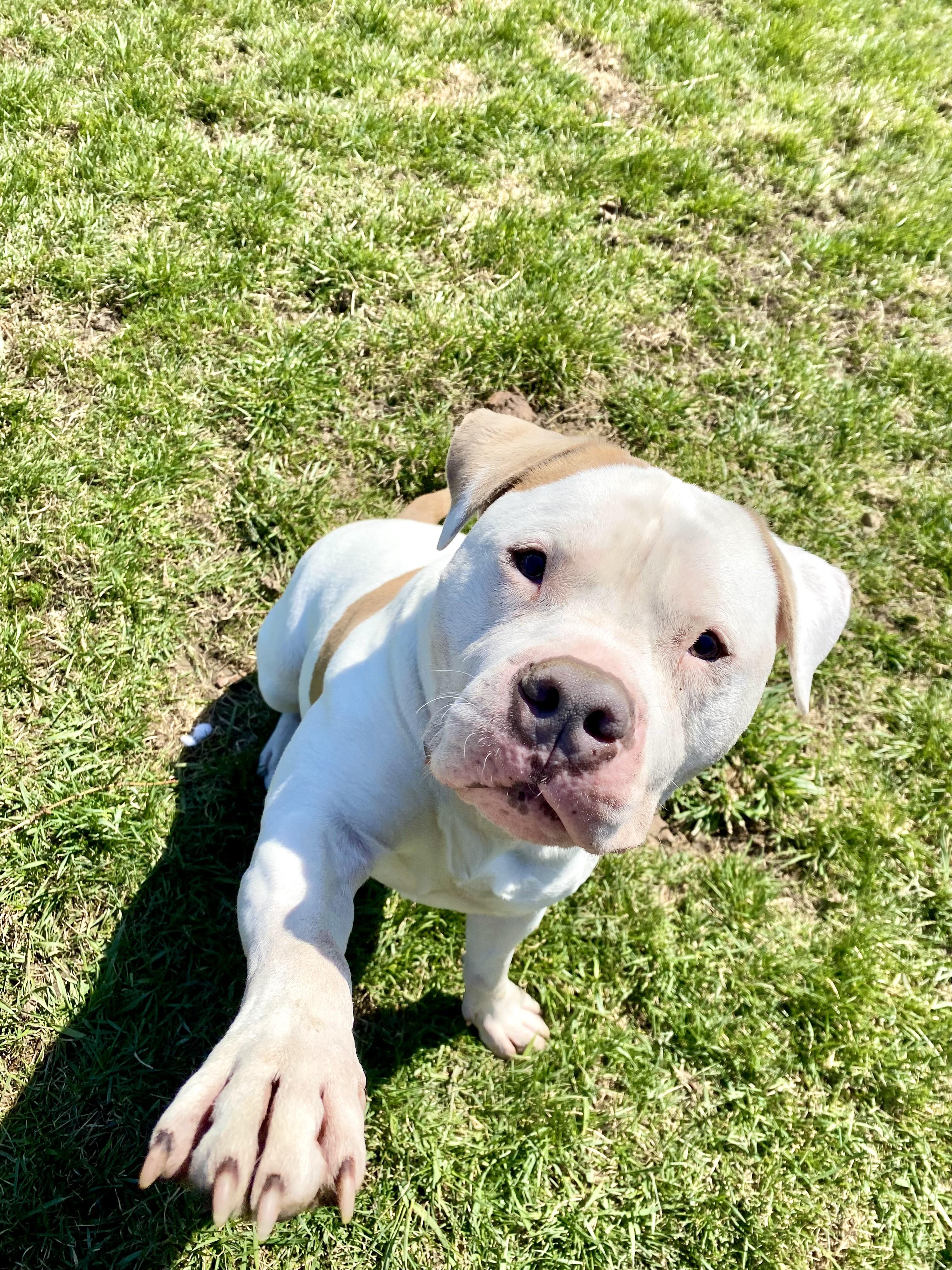 Mochi, an adopted American Bulldog in Ilderton, ON image 2/4