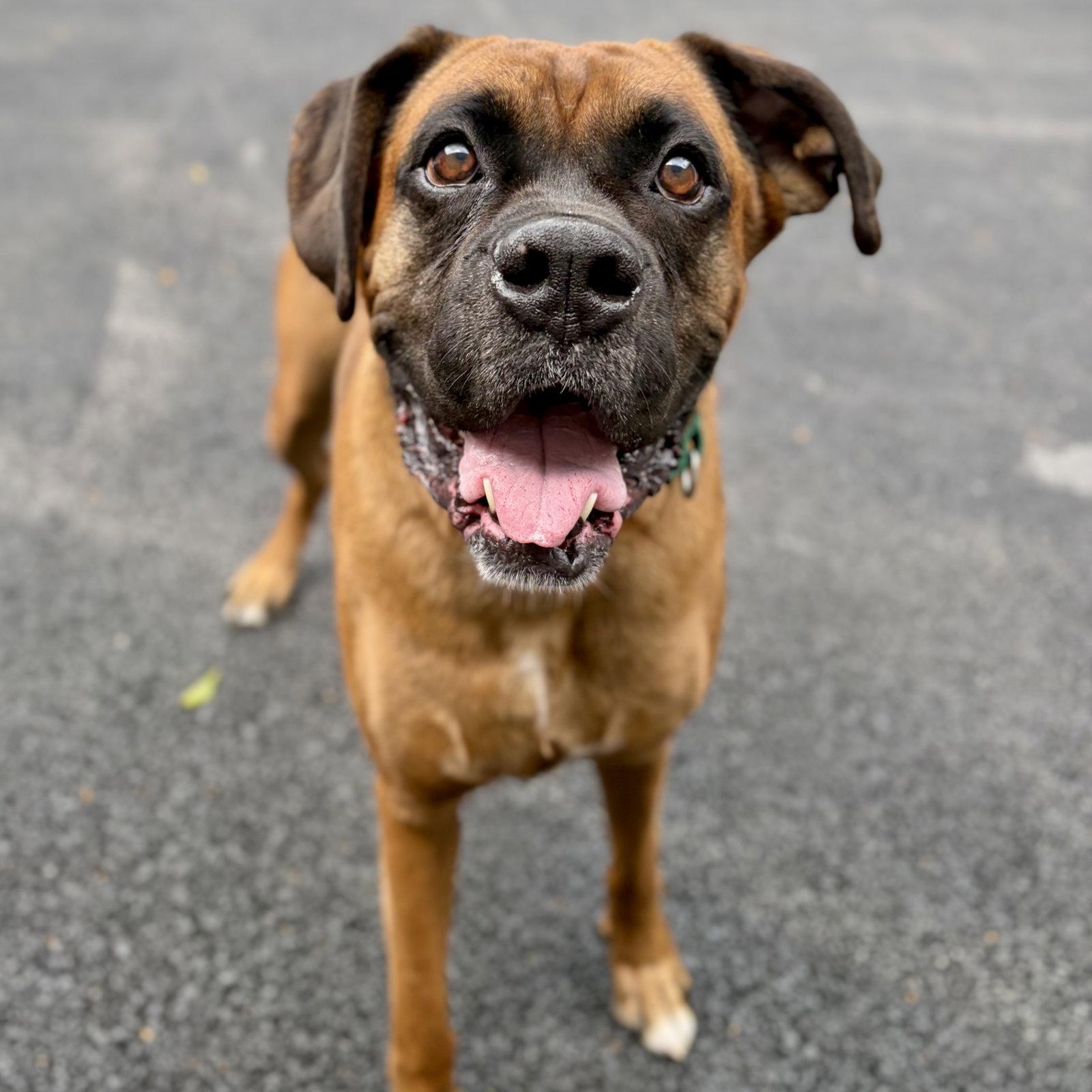 Sewanee, Adoptable, Adult Male Boxer.