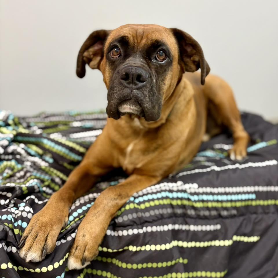 Enlarge Sewanee, a Adoptable Boxer in Whitehall, PA image 2/3