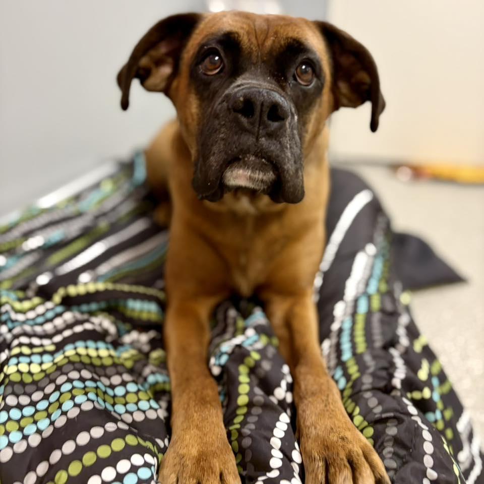 Enlarge Sewanee, a Adoptable Boxer in Whitehall, PA image 3/3