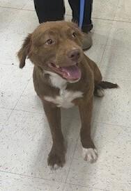 Enlarge Sheila, a Adoptable mixed breed in Dawson, GA image 1/2