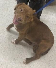 Enlarge Sheila, a Adoptable mixed breed in Dawson, GA image 2/2