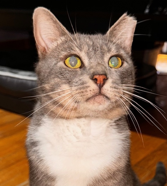 Enlarge Louie, a Adoptable Domestic Short Hair in New York, NY image 1/6