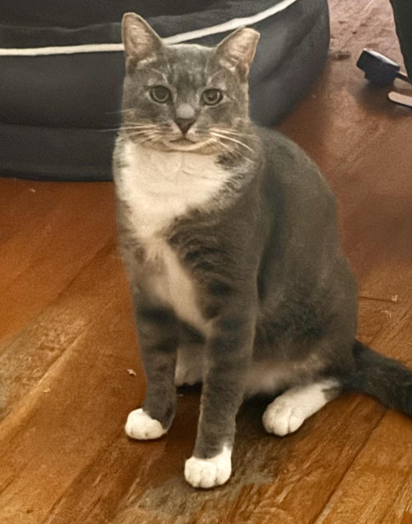 Enlarge Louie, a Adoptable Domestic Short Hair in New York, NY image 2/6