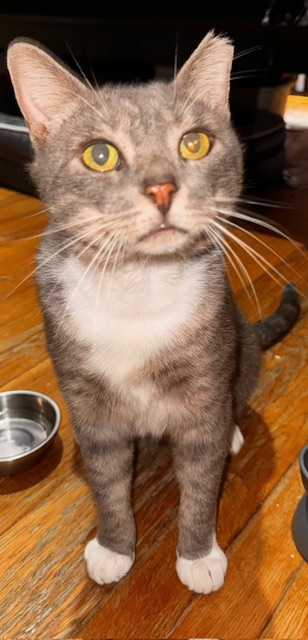 Enlarge Louie, a Adoptable Domestic Short Hair in New York, NY image 6/6