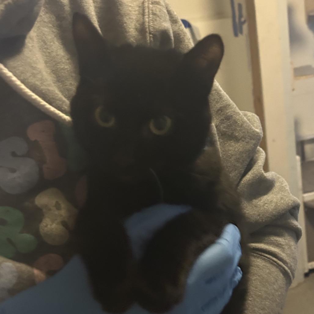 Proctor, Adoptable, Kitten Female Domestic Short Hair.