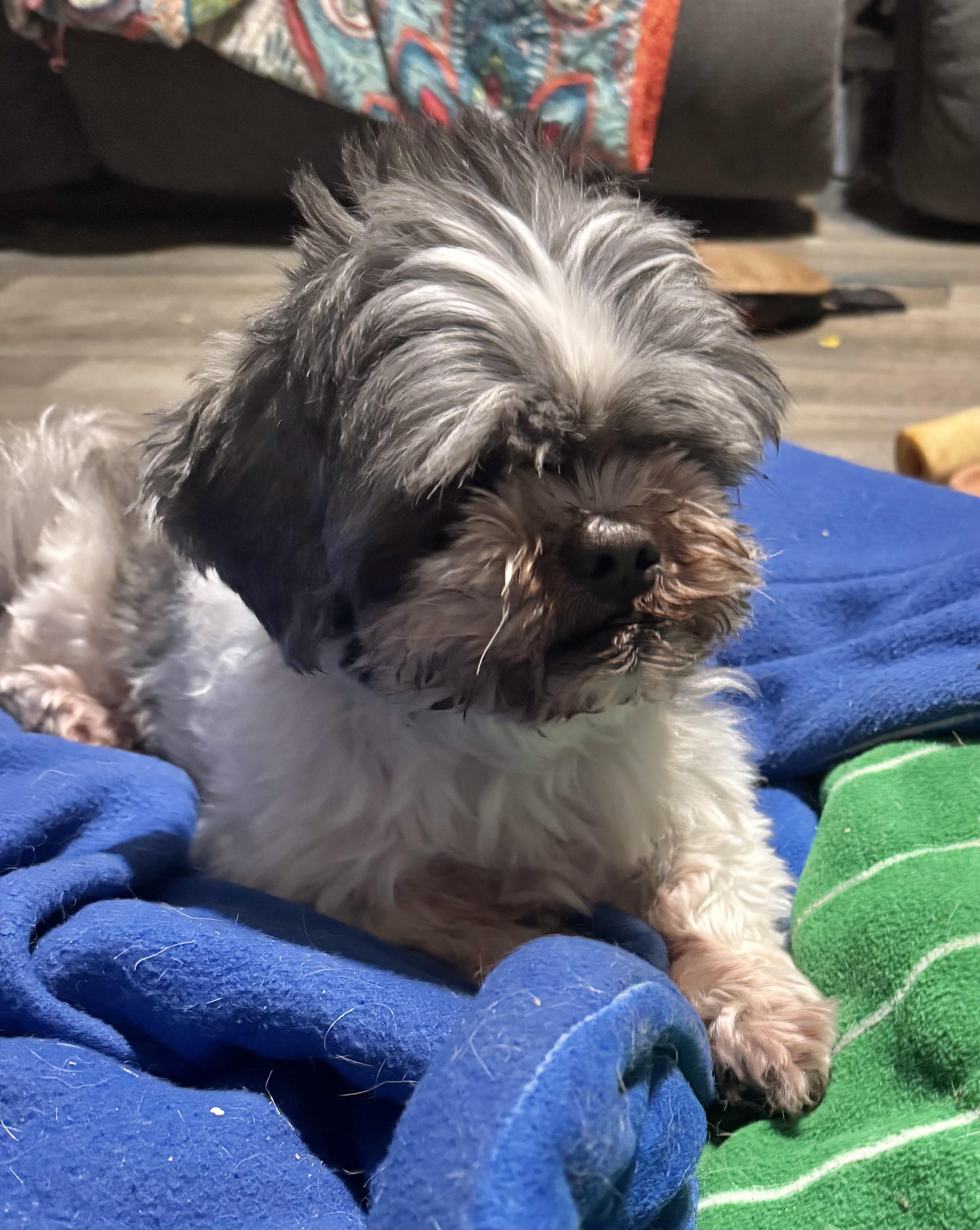 Enlarge Azuca, an adopted Shih Tzu in Loganville, GA image 3/5