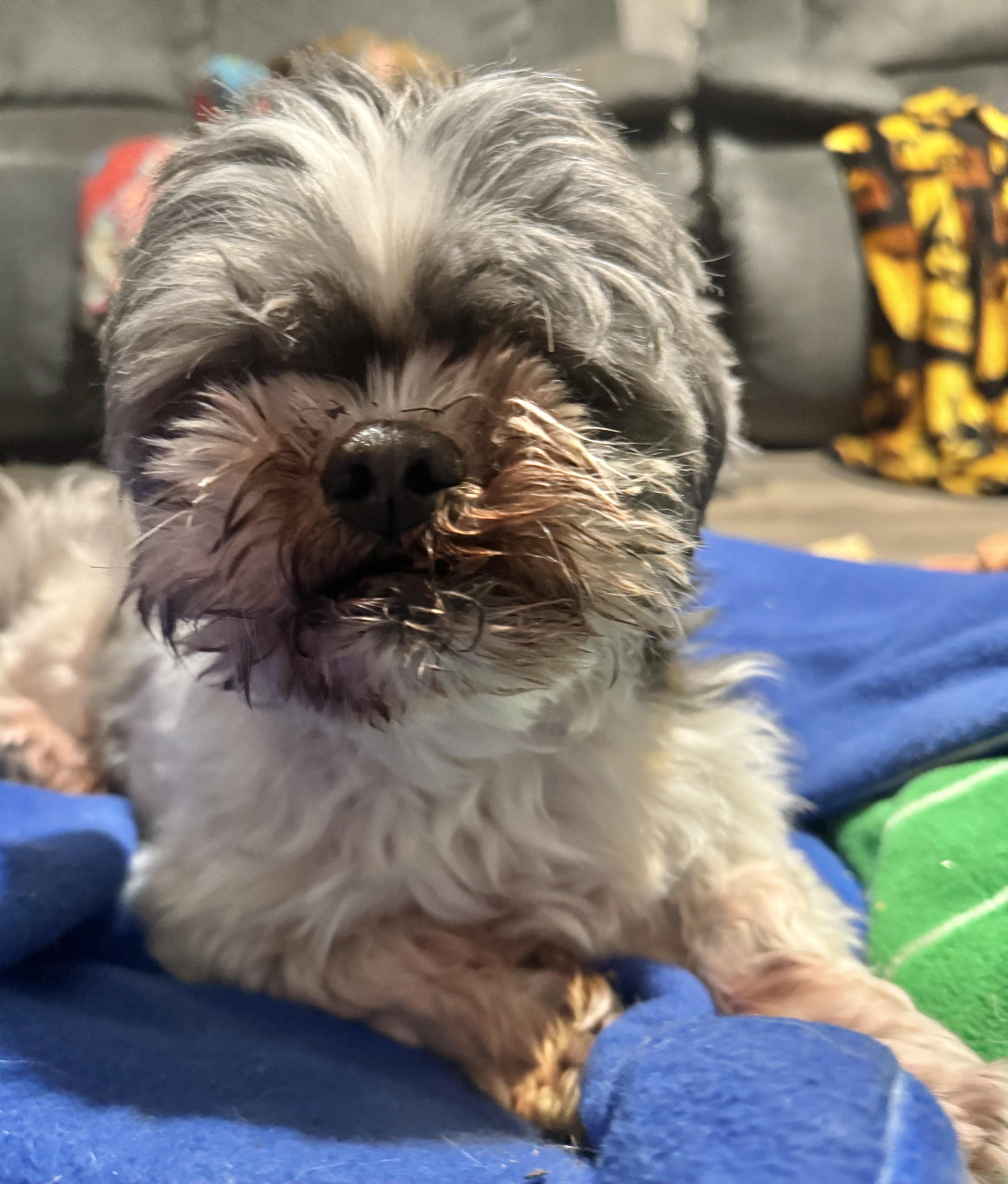 Enlarge Azuca, an adopted Shih Tzu in Loganville, GA image 2/5
