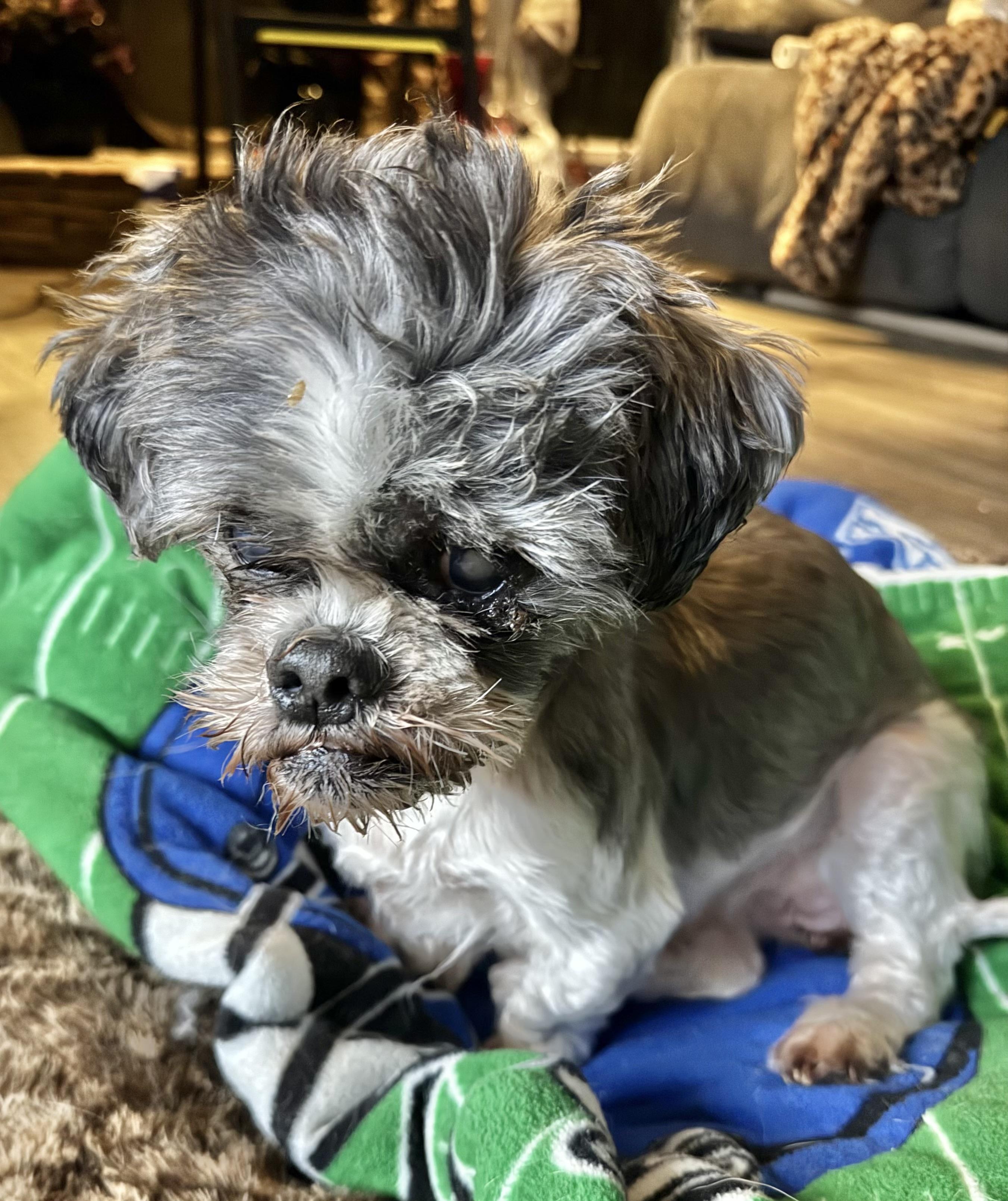 Enlarge Azuca, an adopted Shih Tzu in Loganville, GA image 5/5