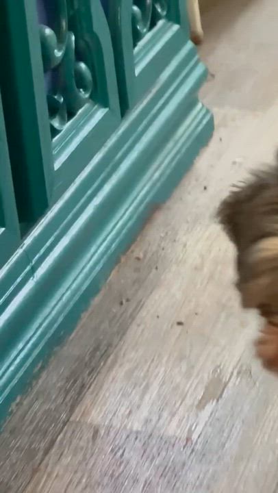 Enlarge Azuca, an adopted Shih Tzu in Loganville, GA video 4/5